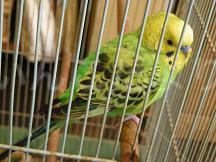 保護鳥の写真