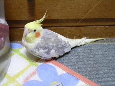 迷い鳥の写真