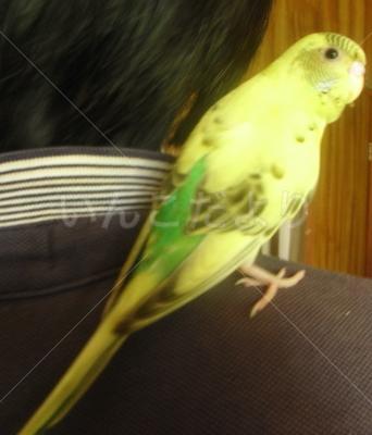 迷い鳥の写真