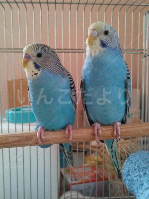 保護鳥の写真
