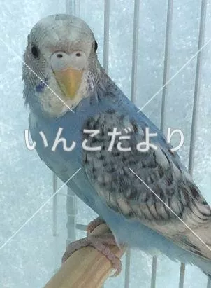 保護鳥の写真
