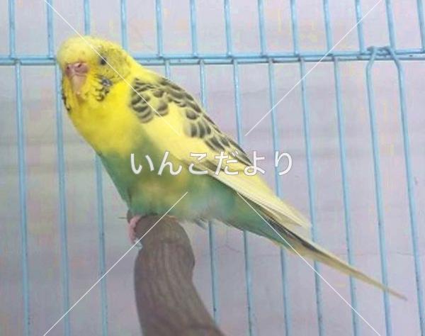 保護鳥の写真