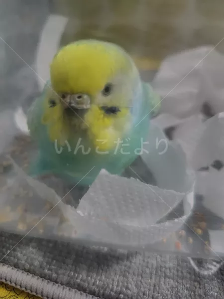 保護鳥の画像