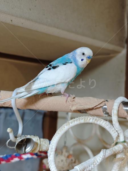 保護鳥の画像