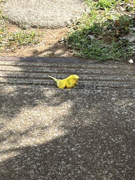 保護鳥の画像