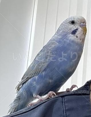 保護鳥の画像