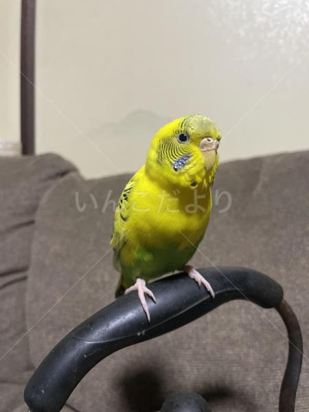 保護鳥の画像