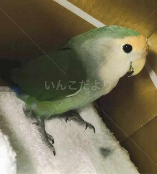保護鳥の画像
