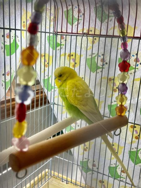 保護鳥の画像