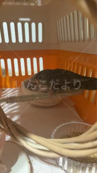 保護鳥の画像