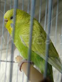 保護鳥の写真