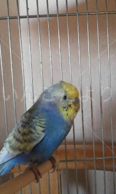 保護鳥の写真