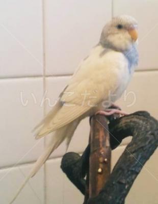 保護鳥の写真