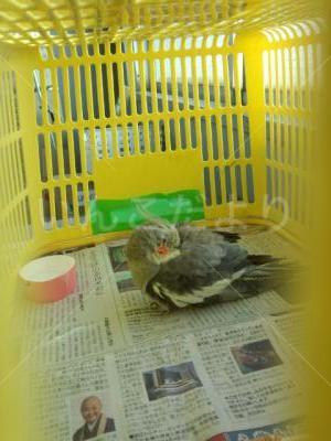 保護鳥の写真