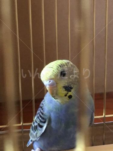 保護鳥の写真