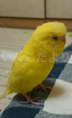 保護鳥の写真