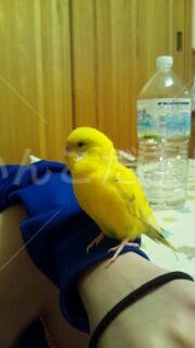 保護鳥の写真