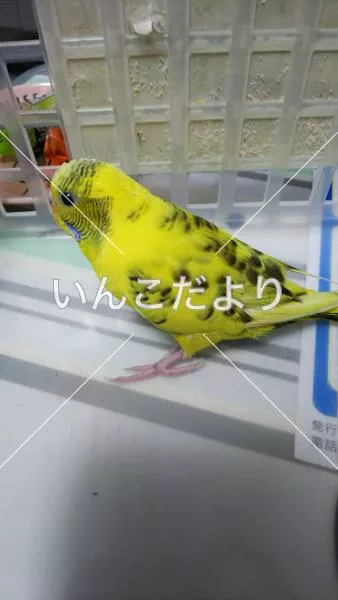 保護鳥の写真