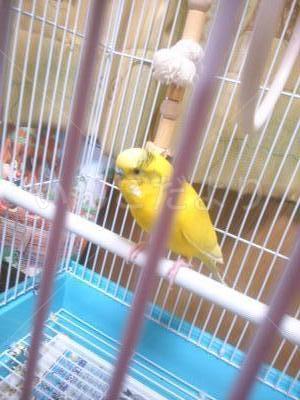 保護鳥の写真