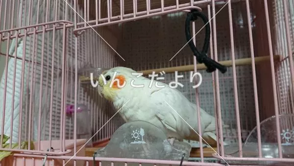 保護鳥の写真