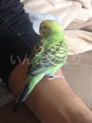 保護鳥の写真
