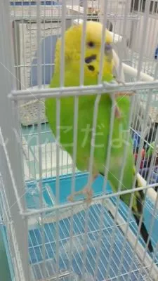 保護鳥の写真