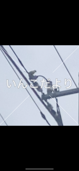 保護鳥の写真