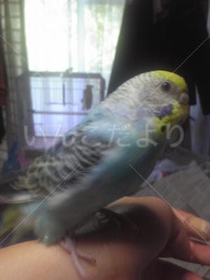 保護鳥の写真