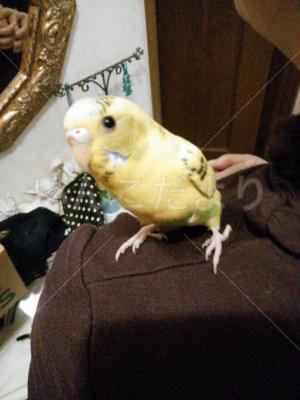 保護鳥の写真