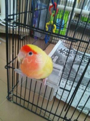 保護鳥の写真