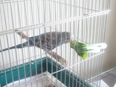 保護鳥の写真