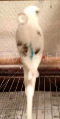 保護鳥の写真