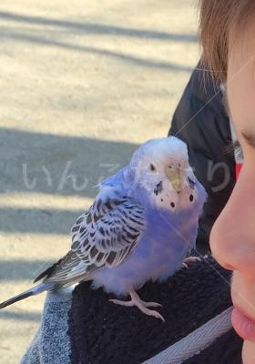 保護鳥の写真