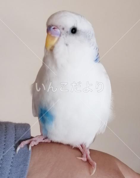 保護鳥の写真
