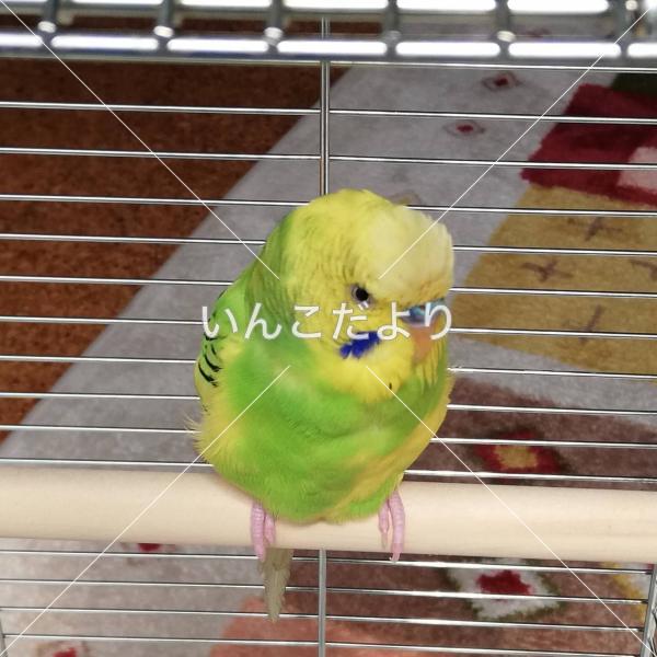 保護鳥の写真