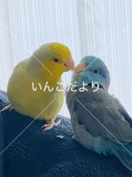 迷い鳥の写真