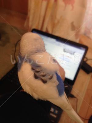保護鳥の写真