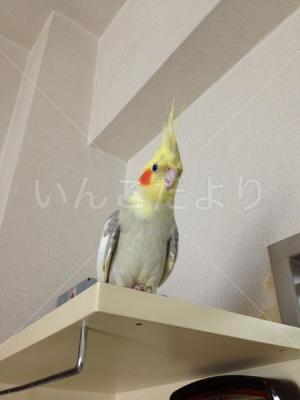 迷い鳥の写真