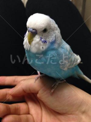 保護鳥の写真