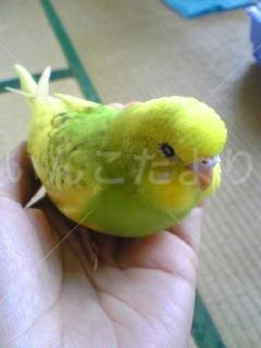 迷い鳥の写真