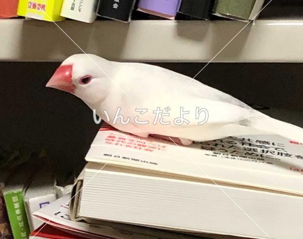迷い鳥の写真