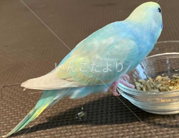 迷い鳥の写真