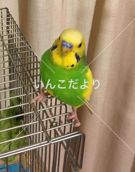 迷い鳥の写真