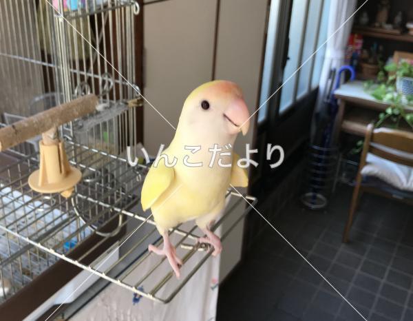 迷い鳥の写真