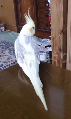 迷い鳥の写真