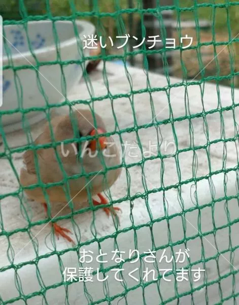 保護鳥の写真