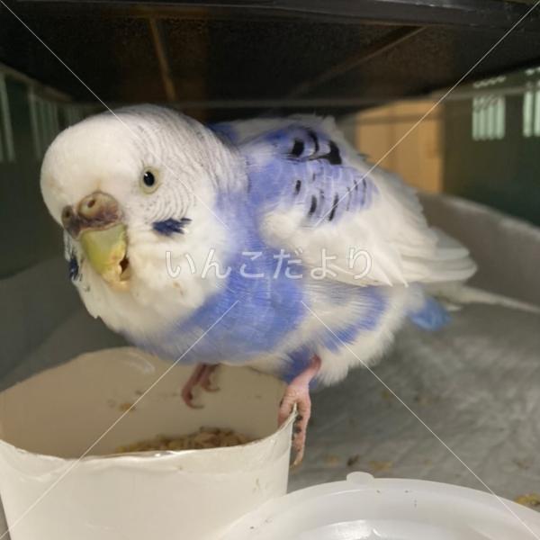 保護鳥の写真