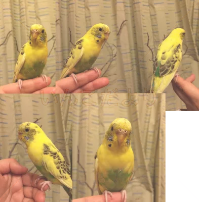保護鳥の写真