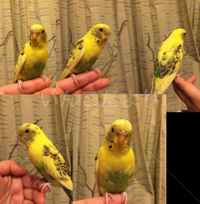 保護鳥の写真