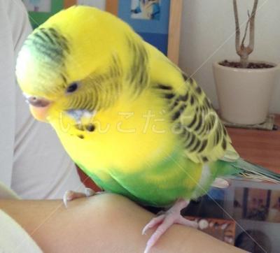 保護鳥の写真
